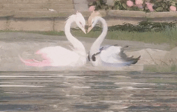 Two Swans Making A Heart Shape With Their Necks In The Water GIF