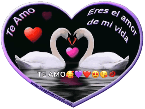 Two Swans Making Heart Shape Te Amo