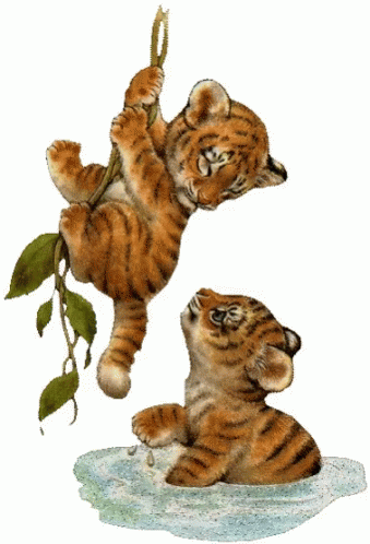 Two Tiger Cubs Are Playing In The Water And One Is Hanging On A Vine GIF