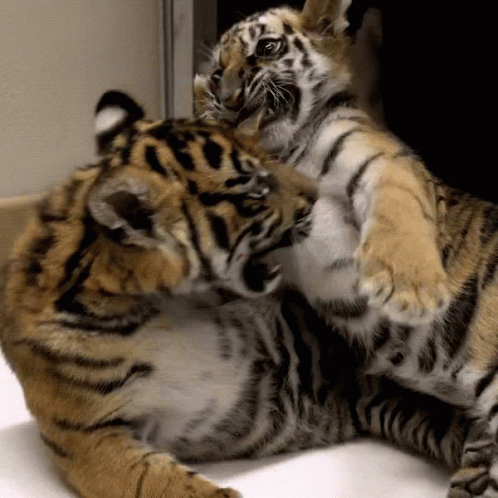 Two Tiger Cubs Playing, One With Tiger on Chest