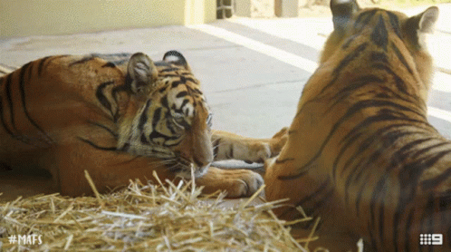 Two Tigers Are Laying On A Pile Of Hay With The Hashtag # Mafs On The Bottom GIF