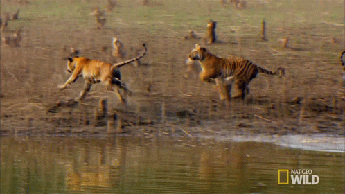 Two Tigers Running Near Water with National Geographic Wild Logo