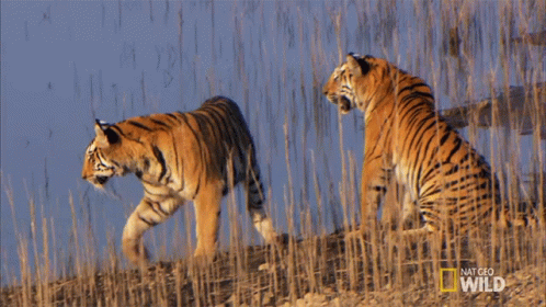 Two Tigers Walking and Sitting in Field National Geographic Wild