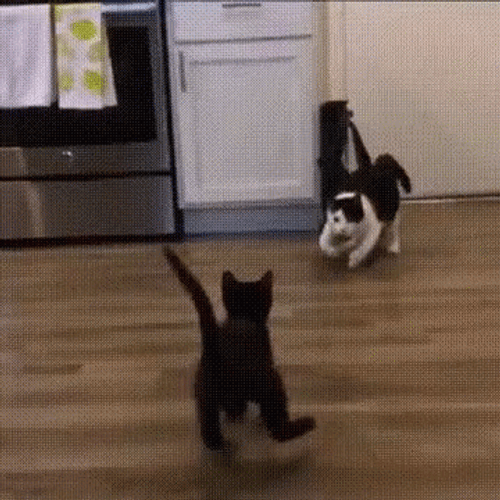 Two Toned Cat Body Slam Black Cat GIF