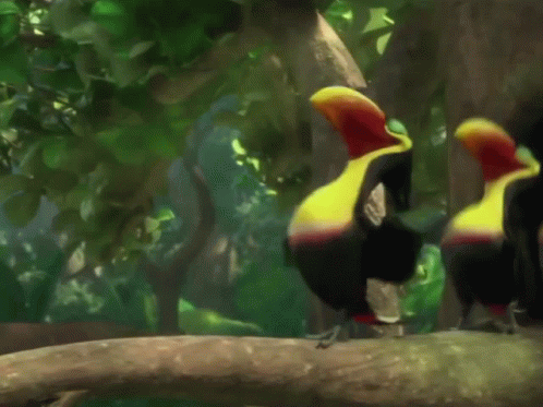 Two Toucans Are Dancing On A Tree Branch With A Save Soil Sticker In The Background GIF