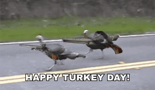 Two Turkeys Running Down A Road With The Words Happy Turkey Day Written Below Them GIF