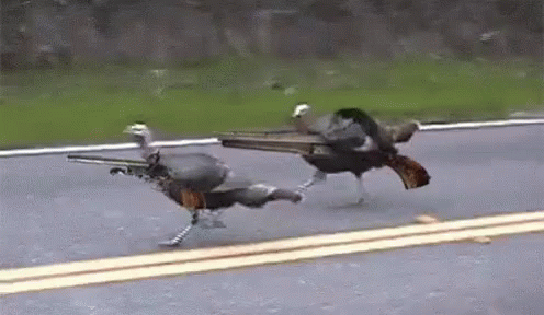 Two Turkeys Running With Guns In Beaks
