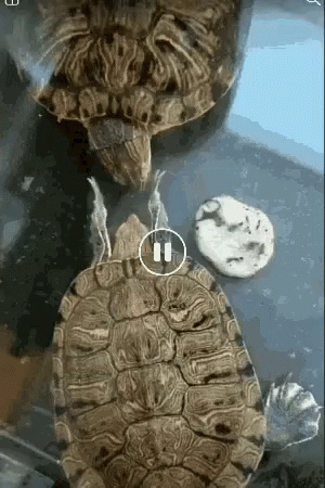 Two Turtles Are Sitting Next To Each Other With The Number 11 In The Center GIF