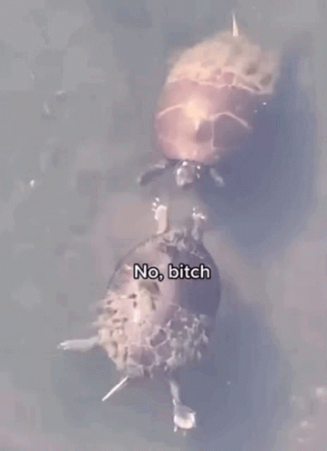 Two Turtles Are Swimming In A Pond With The Words `` No Bitch '' Written On The Bottom . GIF
