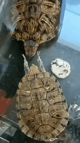Two Turtles Sitting Next to Each Other