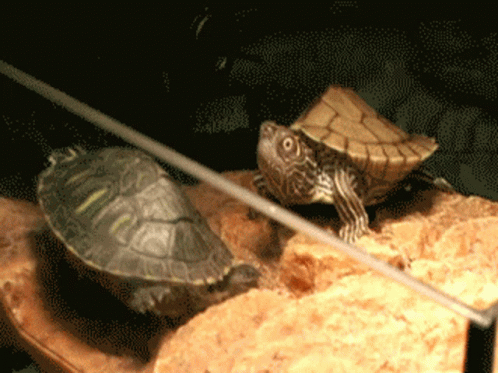 Two Turtles Sitting on Rock in Cage