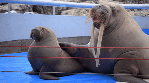 Two Walruses Laying On A Blue Mat With Red Ropes GIF