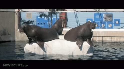 Two Walruses on Ice Block Saying Lean On