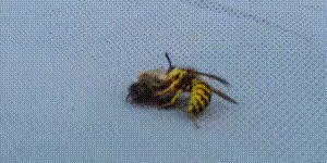 Two Wasps Are Sitting On A Piece Of Fabric . GIF