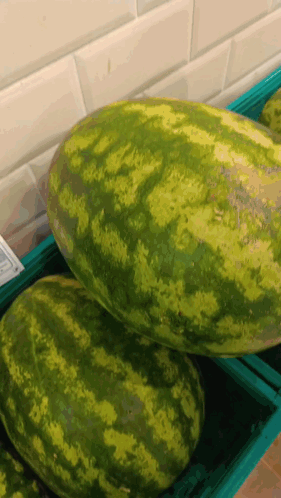 Two Watermelons Are Stacked On Top Of Each Other In A Green Container GIF