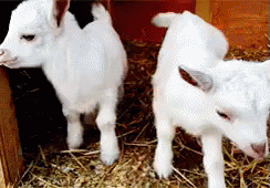 Two White Baby Goats Standing in Hay