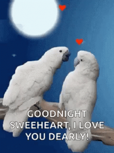 Two White Birds Are Sitting Next To Each Other On A Tree Branch . GIF
