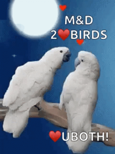 Two White Birds Are Sitting On A Branch With Hearts On Them . GIF