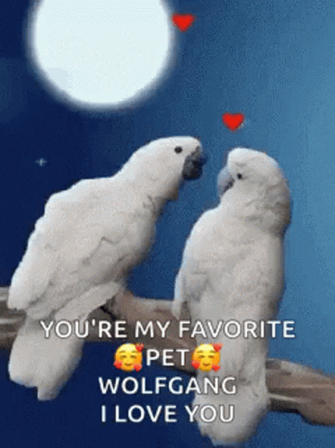 Two White Birds Are Sitting On A Branch With The Words `` You 'Re My Favorite Pet Wolfgang I Love You '' GIF