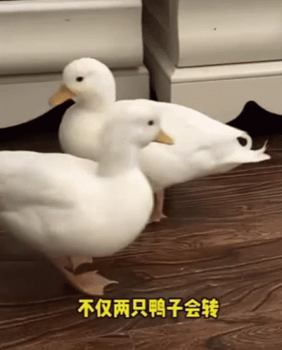 Two White Duck Spinning Circle GIF
