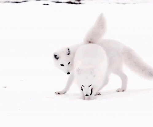 Two White Foxes Are Standing In The Snow Looking For Food GIF