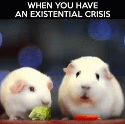 Two White Guinea Pigs Eating A Piece Of Broccoli And A Carrot GIF
