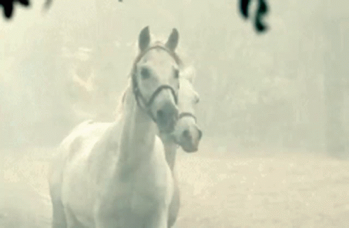 Two White Horses Are Standing Next To Each Other In A Foggy Field . GIF