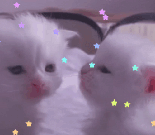 Two White Kittens Are Looking At Each Other With Colorful Stars On Their Heads GIF