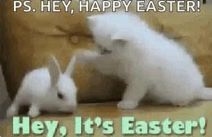 Two White Kittens Are Playing With A White Rabbit On A Table . GIF