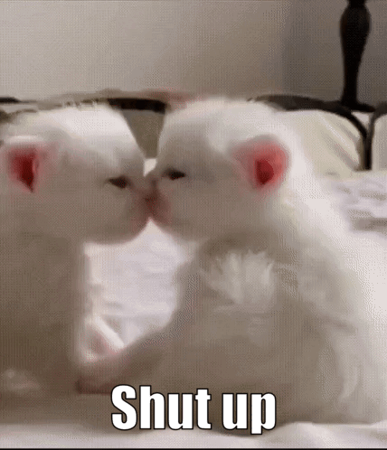 Two White Kittens Kissing In Front Of A Mirror With The Words Shut Up In The Corner GIF