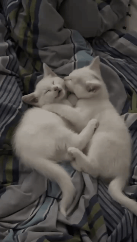 Two White Kittens Sleeping On A Bed With Striped Blankets GIF