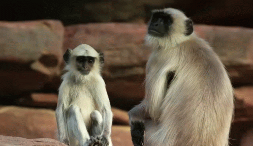 Two White Monkeys Are Sitting Next To Each Other And Looking At The Camera GIF