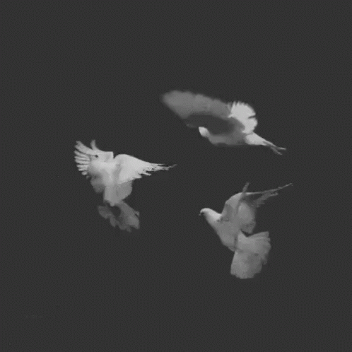 Two White Pigeons Flying In Dark Sky GIF