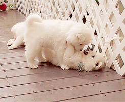 Two White Puppies Cute Kiss GIF