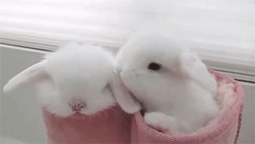 Two White Rabbits Are Sitting In Pink Boots On A Window Sill . GIF