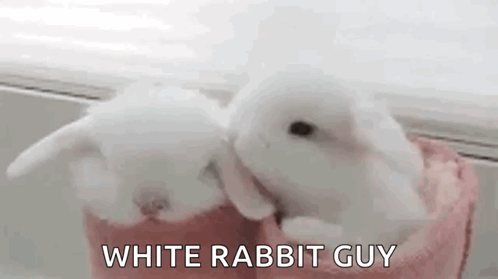 two white rabbits are sitting next to each other on a pink towel .