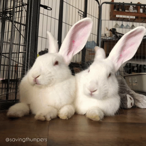 Two White Rabbits Laying Together Savingthumpers