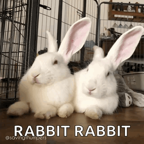 Two White Rabbits Lying Side By Side GIF