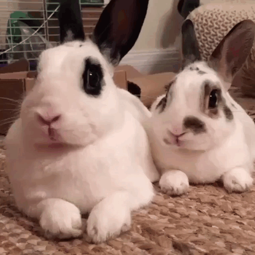 Two White Rabbits Lying Together GIF