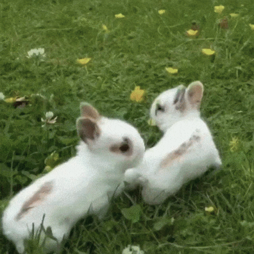 Two White Rabbits Playing One Scratching the Other's Back