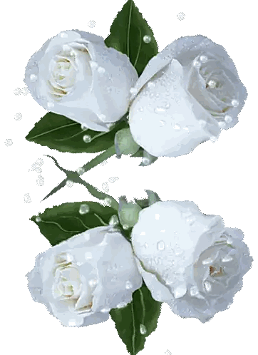 Two White Roses with Green Leaves and Pearls