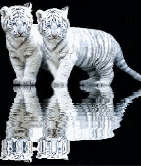 Two White Tiger Cubs Reflected In Water GIF