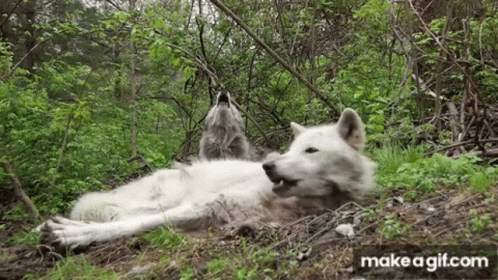 Two White Wolves Are Laying In The Grass In The Woods And Howling . GIF