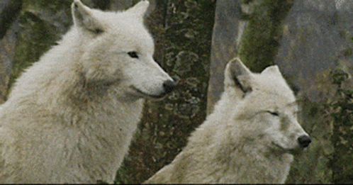 Two White Wolves in Woods