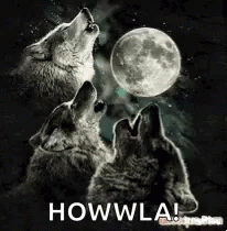 Two Wolves Are Howling At The Moon In The Dark . GIF
