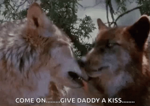 Two Wolves Kissing in Woods Saying Come On Give Daddy a Kiss