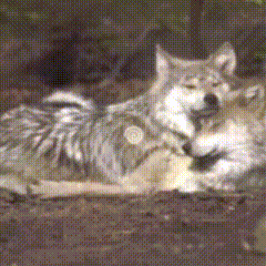 Two Wolves Lying with One Licking Other