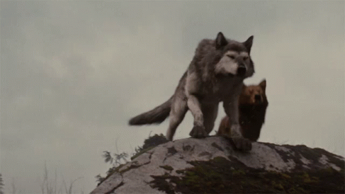 Two Wolves on Rocky Hill