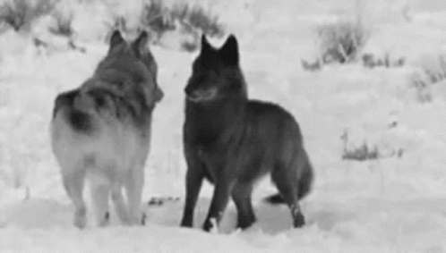 Two Wolves Standing in Snow