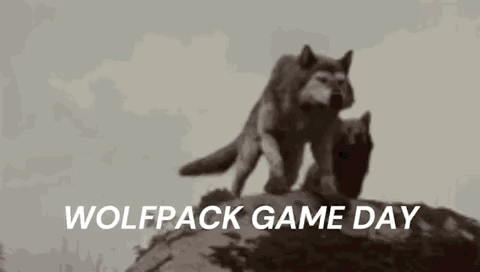 Two Wolves Standing on Rock Wolfpack Game Day